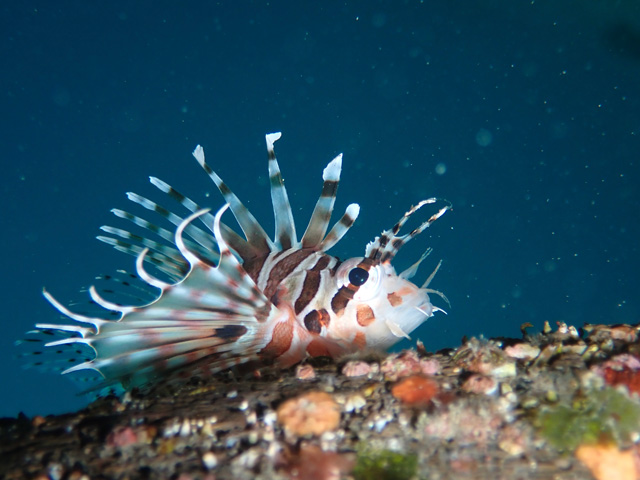 幼魚が可愛いキリンミノカサゴ