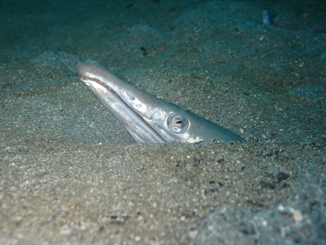 見たな~ダイナンウミヘビ