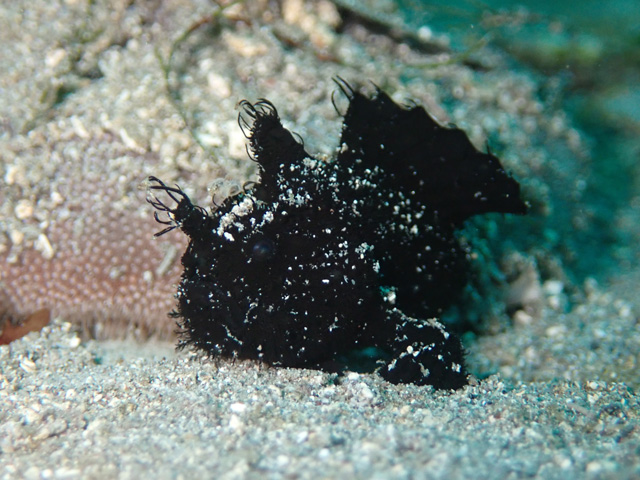 カエルアンコウ幼魚の季節