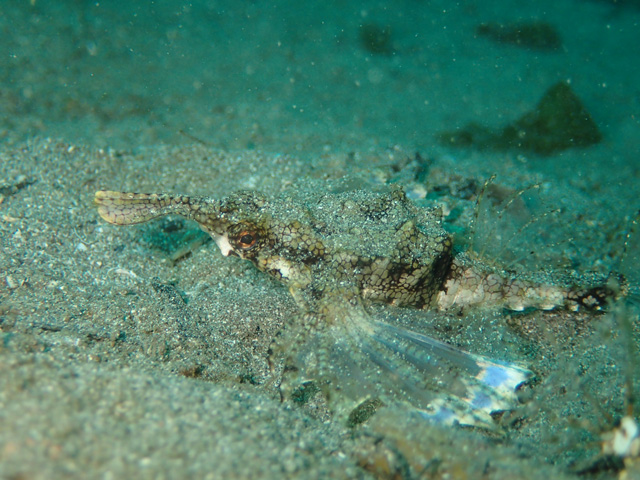 ウミテング１号