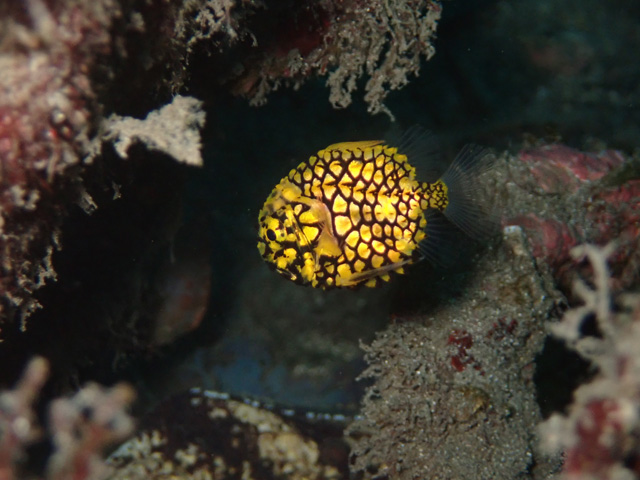 綺麗な黄色いマツカサウオ幼魚