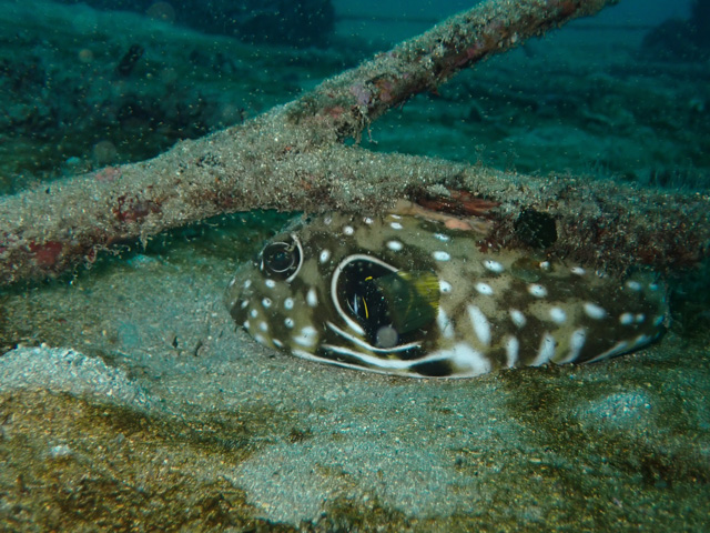 寒さで動かない。