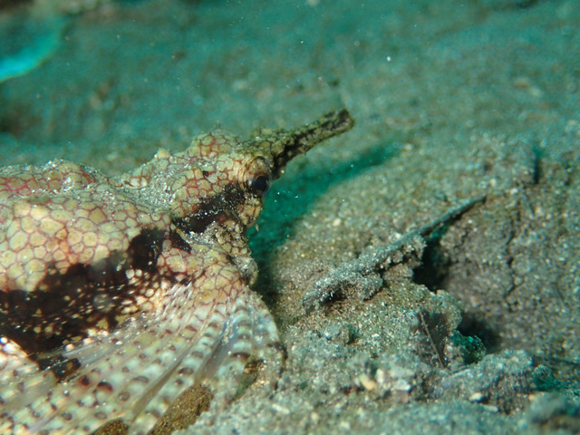 ウミテングいっぱい