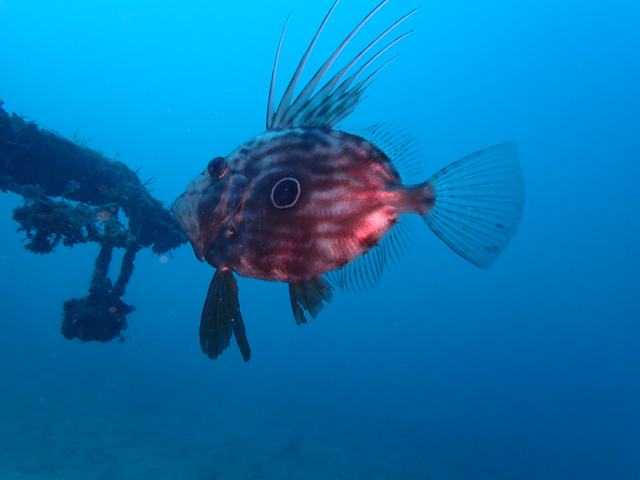 ヒレが格好いいマトウダイ