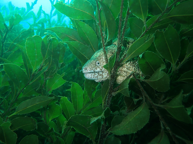 産卵床では映えるウツボ