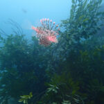 春の川奈の風物詩、アオリイカの産卵床設置!! 2024-4-3