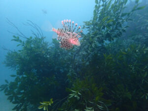 春の川奈の風物詩、アオリイカの産卵床設置！！　2024-4-3