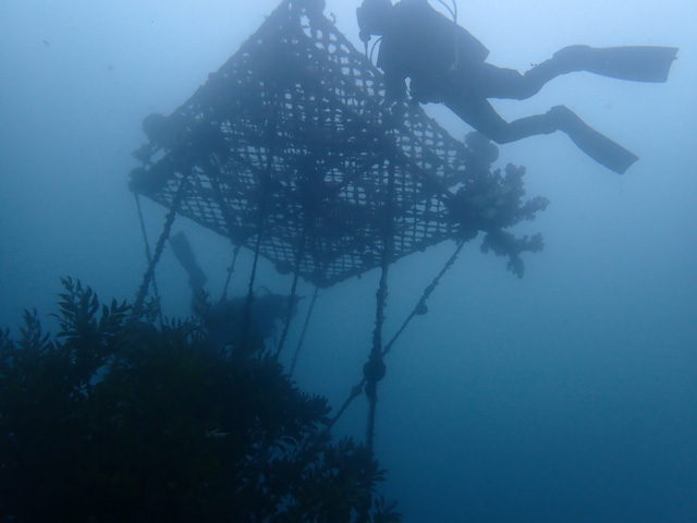 ダイバー入れると映えるやぐら