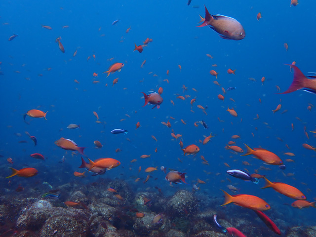 ハナダイの群れ