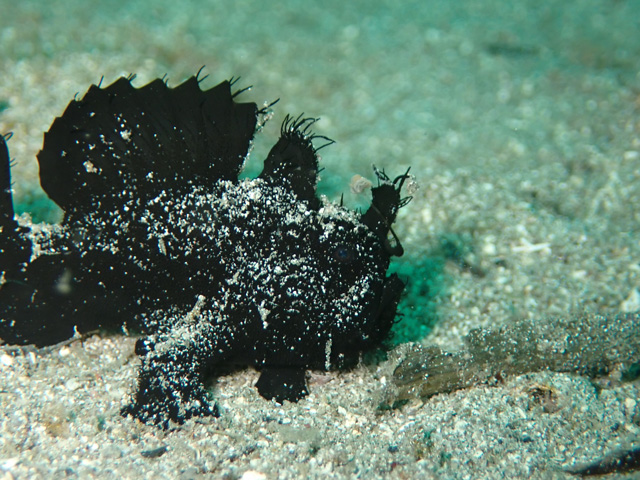 ザ・カエルアンコウ