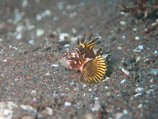 可愛いフォルムのオガサワラカサゴ幼魚