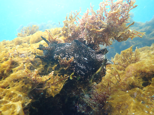 巨大アメフラシ