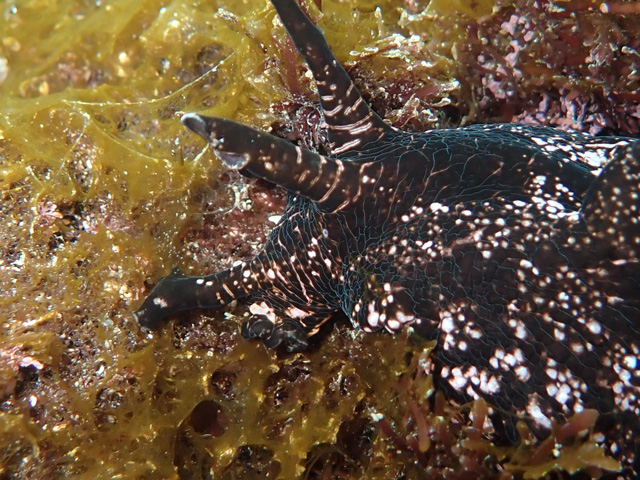 アップでもどーぞ