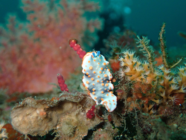 大量ハナオトメウミウシ