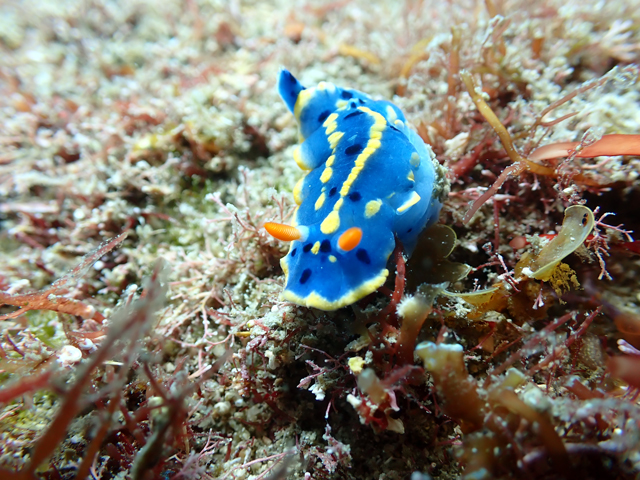 川奈絶滅危惧種アオウミウシ