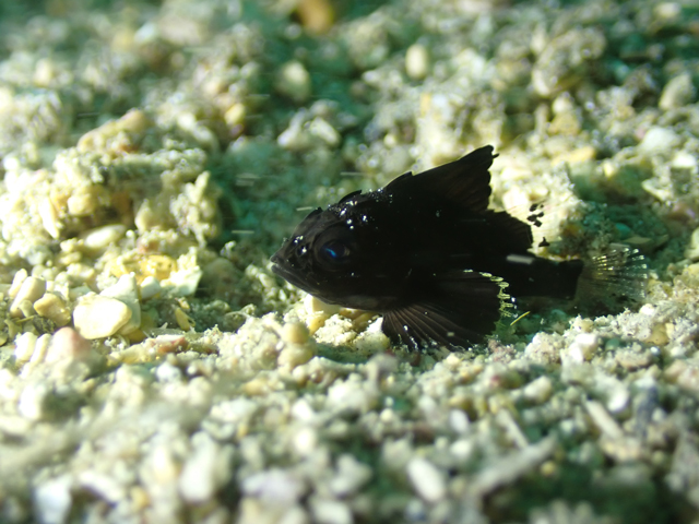 ヒレナガカサゴ幼魚かわいい