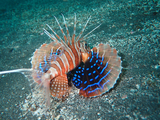 胸鰭が綺麗なセトミノカサゴ