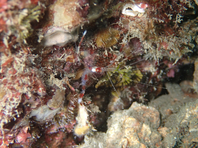 オトヒメエビ幼体