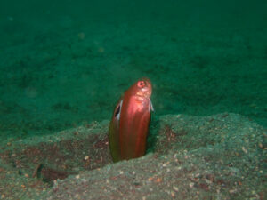 可愛い生物いっぱいでてきた(*'▽')2024-5-14