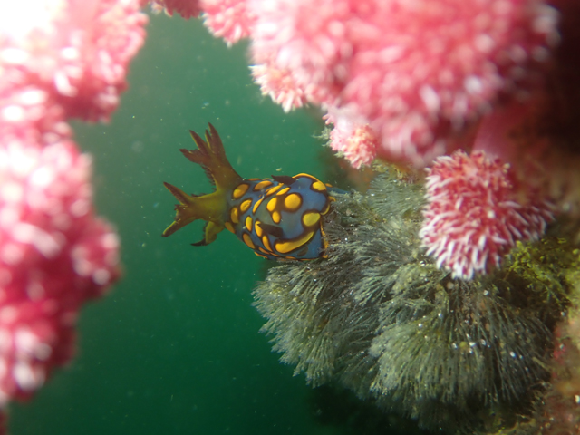 ソフトコーラルと共に