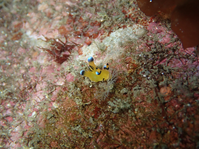 人気のピカチュウ