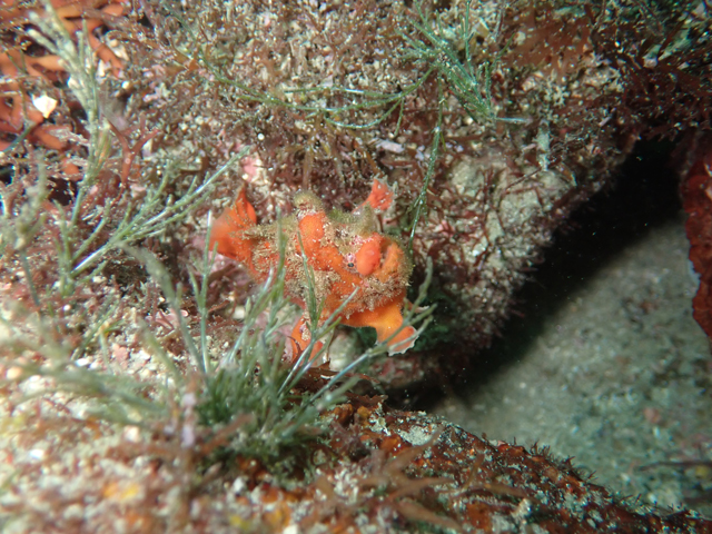 数が減ったベニカエルアンコウ