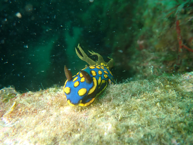 サガミリュウグウウミウシ