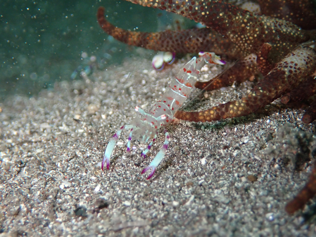 ウバコのエビ集落