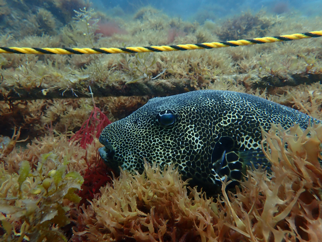 でかいモヨウフグ