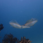 透明度の高い、あお~い海続いています!!2024-5-10