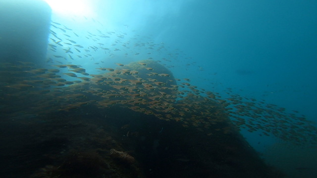 まるで川のような群れ