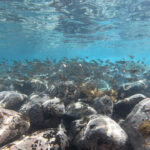 台風の影響なく潜れました!!2024-5-30