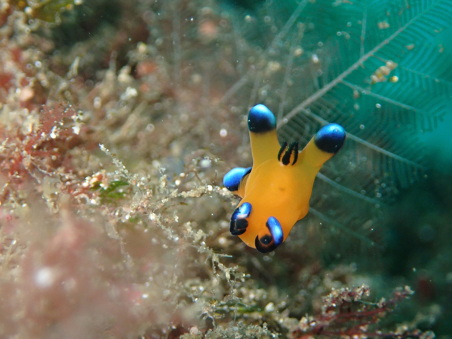 大人気ピカチューウミウシ
