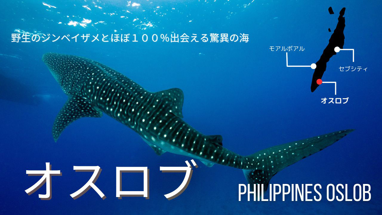 ジンベイザメツアーオスロブ