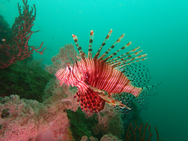 綺麗なハナミノカサゴ