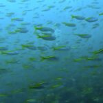 群れに大満足☆富戸ツアー2024-7-21