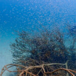 連日夏日の川奈。透明度アップで気持ちいい！！2024-7-23