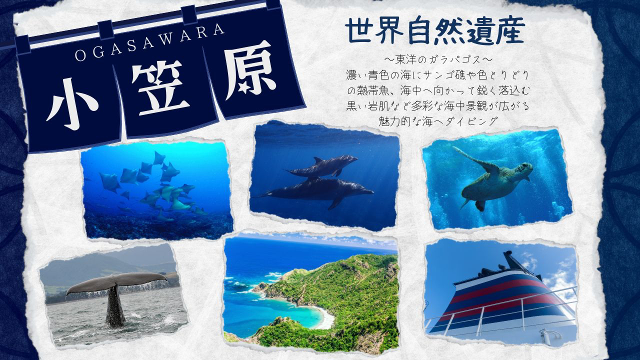 11月19日~24日。世界自然遺産の海~小笠原~