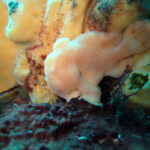 エンリッチ講習で八幡野に行ってきました!...2024-7-3