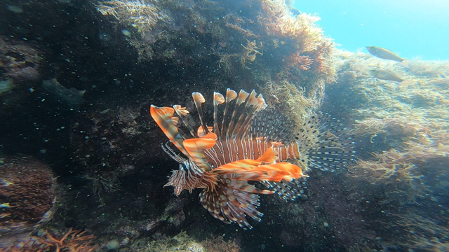 きれいなハナミノカサゴ
