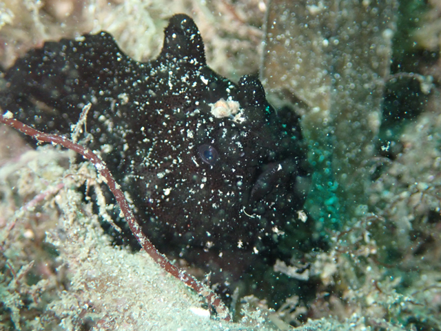 クロスケカエルアンコウ