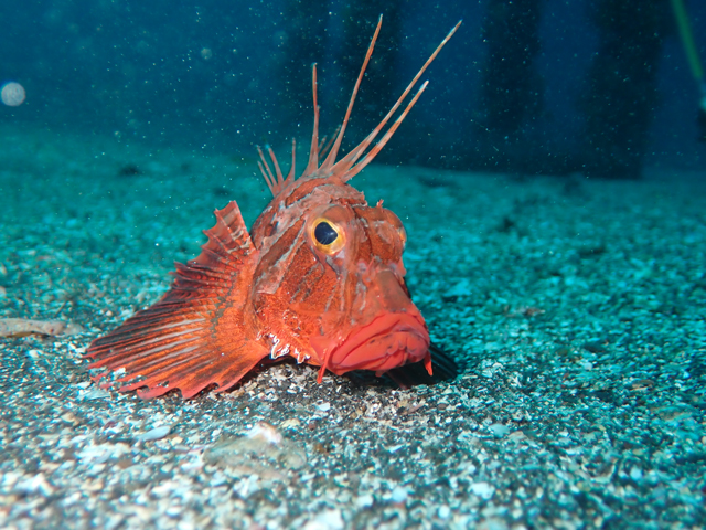 深海性のカサゴ