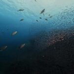 川奈ブルーの海全開!!捕食シーンは圧巻です!!2024-8-28