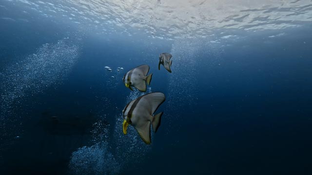 優雅に泳ぐツバメウオ