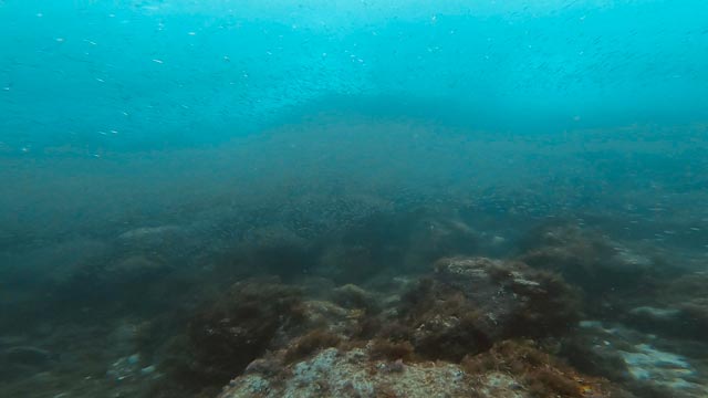 群れが二層に！