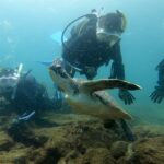 透明度UP☆ウミガメトリオがお出迎え(^^)2024-9-17