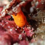 かわいいは正義。生物いっぱいの富戸ヨコバマ2024-9-1