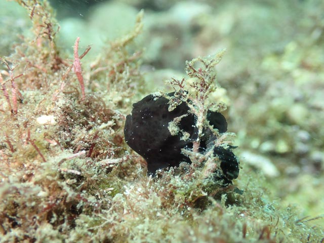 浅場に登場。イロカエルアンコウ