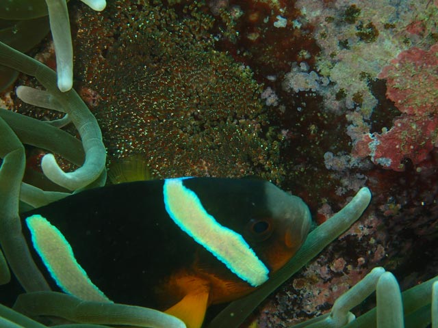 ハッチアウト寸前クマノミ