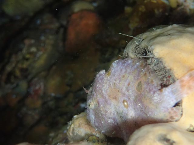 今では希少なベニカエル